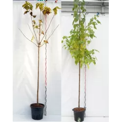 Paprastoji katalpa - Catalpa bignonioides