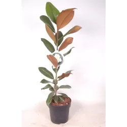 Stambiažiedė magnolija - Magnolia grandiflora