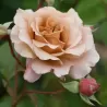 Rožė - Rosa JULIAS ROSE