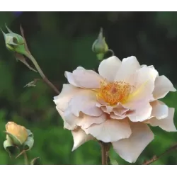 Rožė - Rosa Julias Rose skiepyta