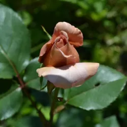 Rožė - Rosa JULIAS ROSE