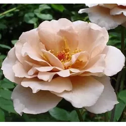 Rožė - Rosa Julias Rose skiepyta