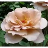 Rožė - Rosa JULIAS ROSE