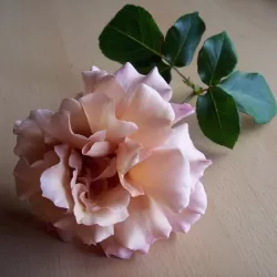 Rožė - Rosa Julias Rose skiepyta