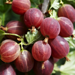 Agrastas - Ribes uva-crispa DEEP RED