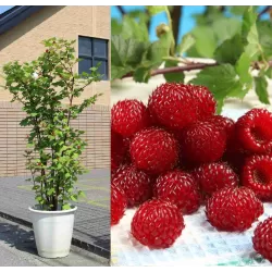 Paprastoji aviete POLKA - Rubus idaeus POLKA