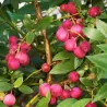 Aukštoji šilauogė - Vaccinium corymbosum ROSA BERRY