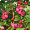 Vaccinium corymbosum ROSA BERRY