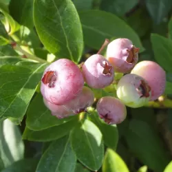 Aukštoji šilauogė - Vaccinium corymbosum ROSA BERRY