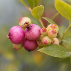 Vaccinium corymbosum ROSA BERRY