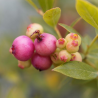 Vaccinium corymbosum ROSA BERRY