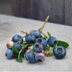 Šilauogė (vid. vėl.) - Vaccinium ROXY BLUE