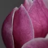Garden plants/Trees/Flowers/ web-shop
