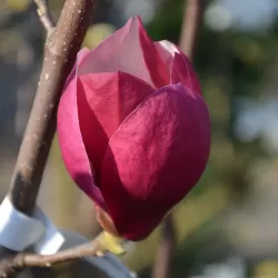 Garden plants/Trees/Flowers/ web-shop