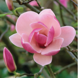 Sulanžo magnolija - Magnolia soulangeana RUSTICA RUBRA