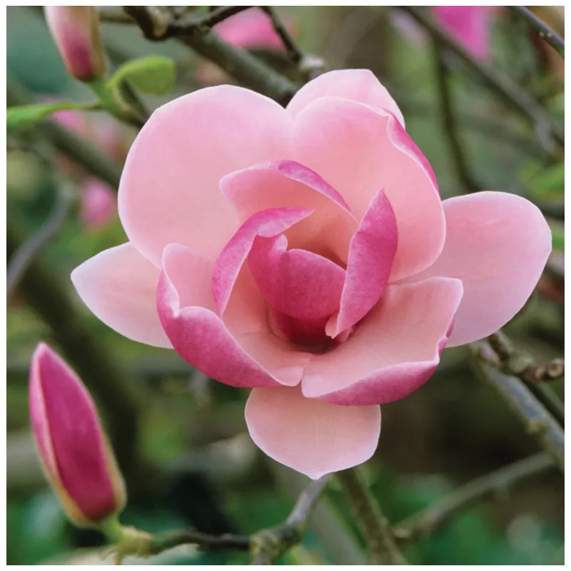 Garden plants/Trees/Flowers/ web-shop