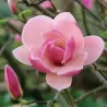 Sulanžo magnolija - Magnolia soulangeana RUSTICA RUBRA