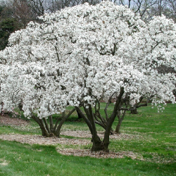 Žvaigždinė magnolija - Magnolia stellata