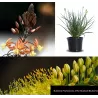 Krūminė bulbinė - Bulbine frutescens BULBINELLA GIALLA