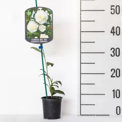 Kininis (tikrasis) arbatmedis - Camellia sinensis