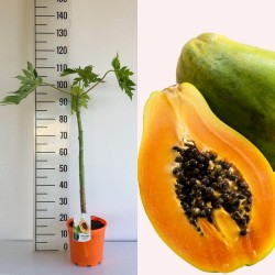 Papaja - Carica papaya SUNNY BEES