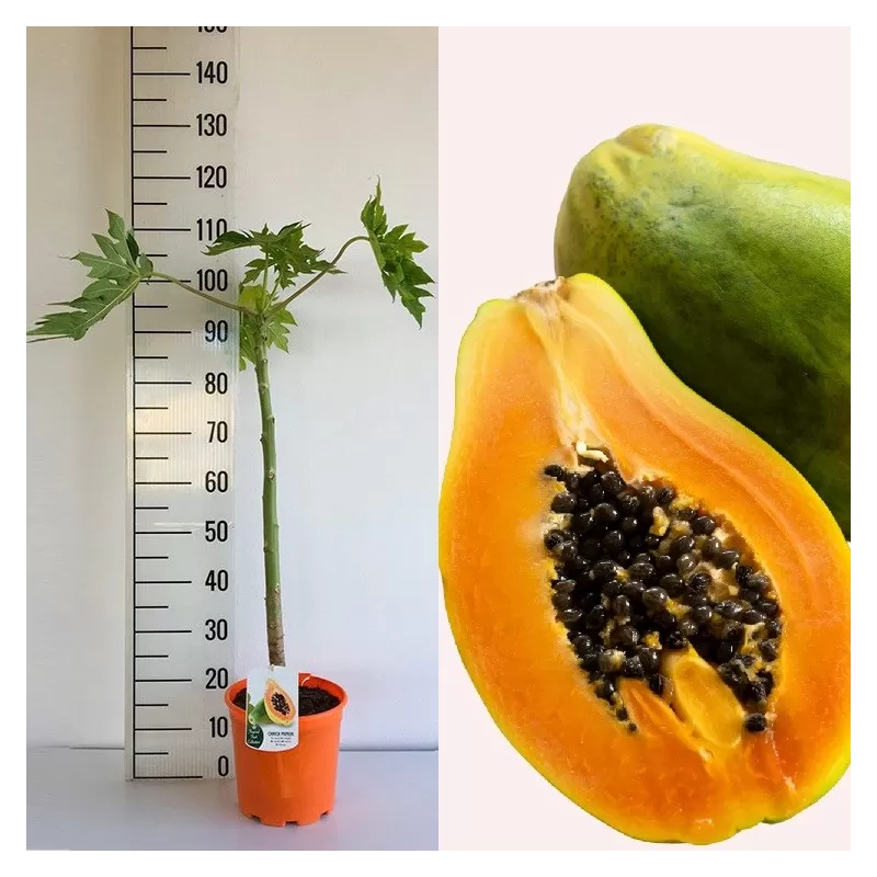 Carica papaya SUNNY BEES