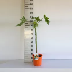 Carica papaya SUNNY BEES