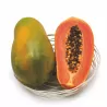 Carica papaya SUNNY BEES