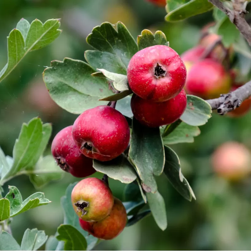 Vienapiestė gudobelė