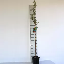 Vienapiestė gudobelė