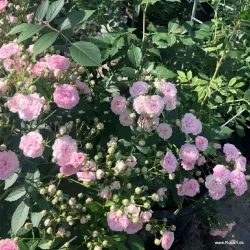 Rožė - Rosa PASHMINA
