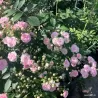Rožė - Rosa PASHMINA