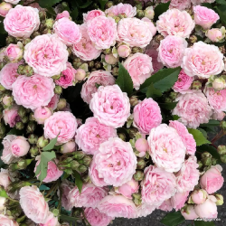 Rožė - Rosa PASHMINA