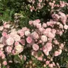 Rožė - Rosa PASHMINA