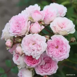 Rožė - Rosa PASHMINA