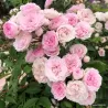 Rožė - Rosa PASHMINA