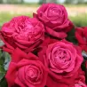 Rožė - Rosa RUBY KISS