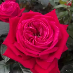 Rožė - Rosa RUBY KISS