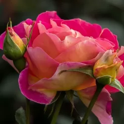 Rožė - Rosa MALEICA