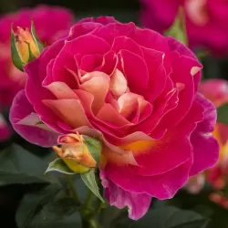 Rožė - Rosa MALEICA