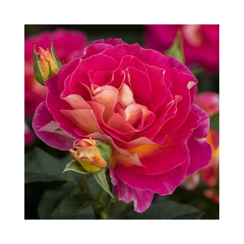 Rožė - Rosa MALEICA