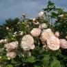 Rožė - Rosa DIVINA