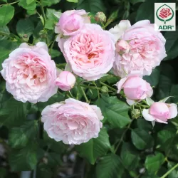 Rožė - Rosa DIVINA
