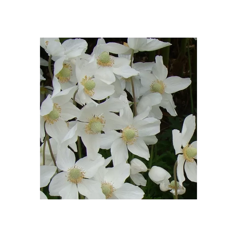 Daugiametės gėlės internetu su pristatymu į namus