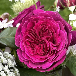 Rožė - Rosa DEEP SECRET