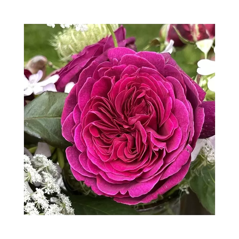 Rosa DEEP SECRET Rosa DEEP SECRET