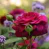 Rosa DEEP SECRET