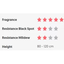 Rosa DEEP SECRET