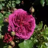 Rosa DEEP SECRET