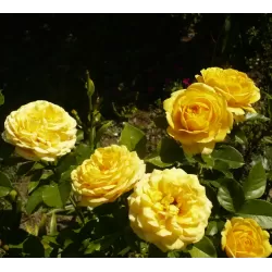 Rosa THE GIRL FROM YESTERDAY